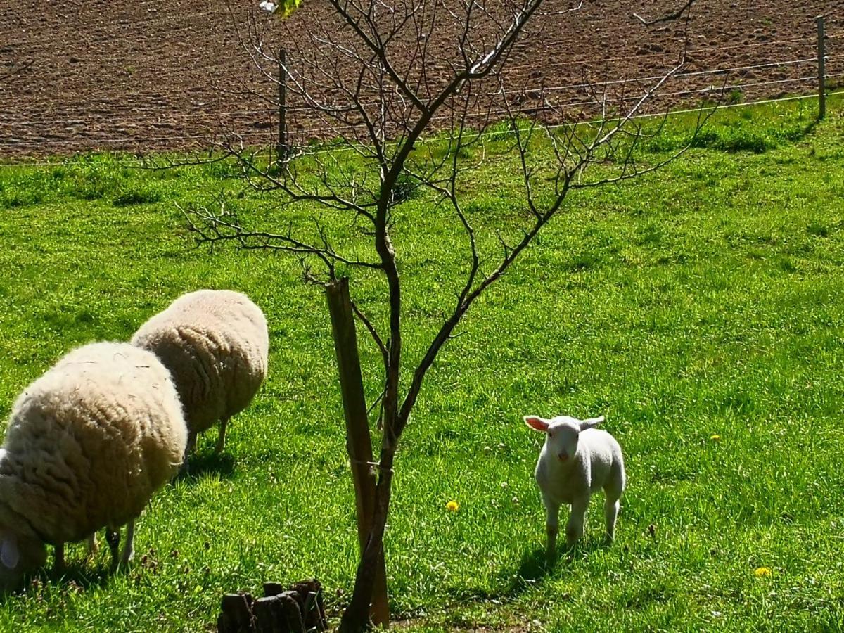 Ferienwohnungen 1 Bis 4 "Pumphut'S Scheune" Lengenfeld  Exterior foto